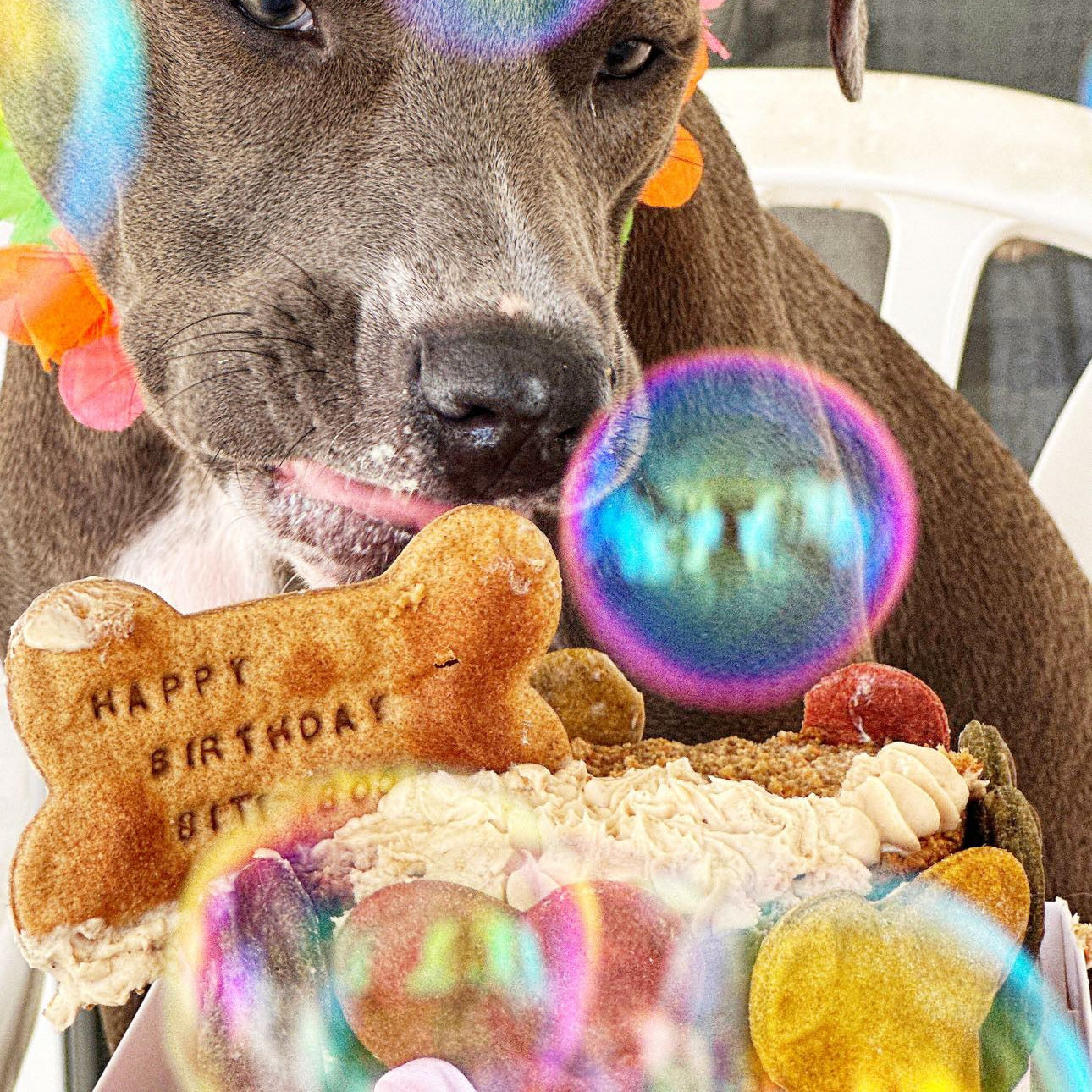 עוגת עצמות גדולות 🦴