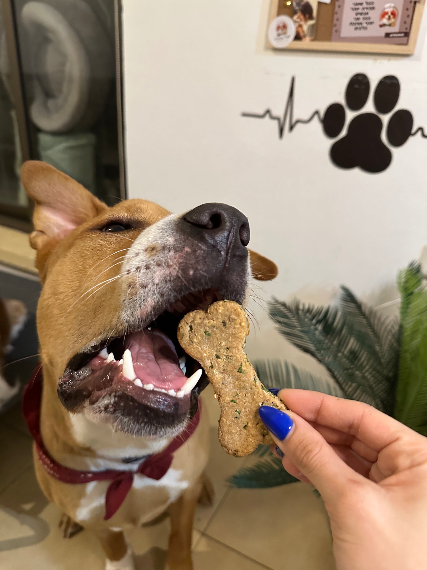 שקית עוגיות בהתאמה אישית – את בוחרת את הכמות והטעמים!