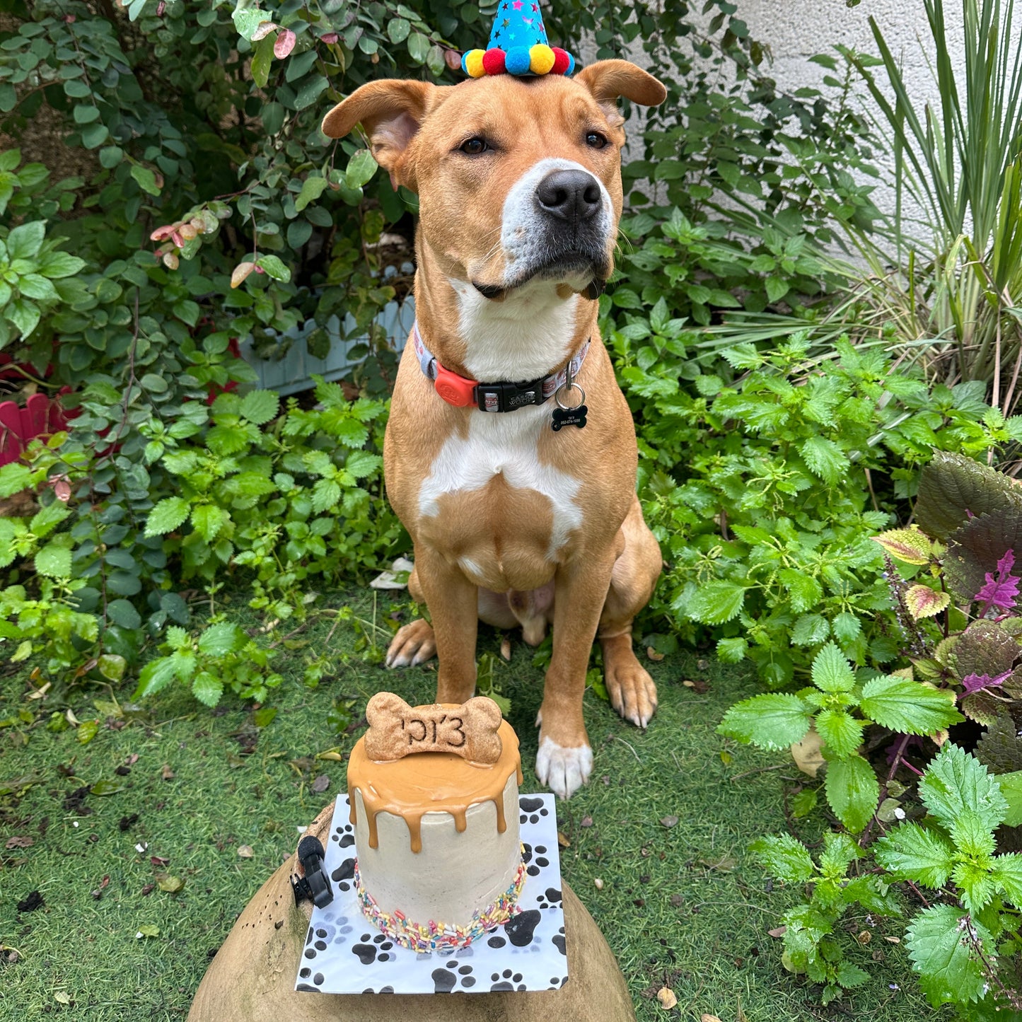 עוגת טפטופים עטופה