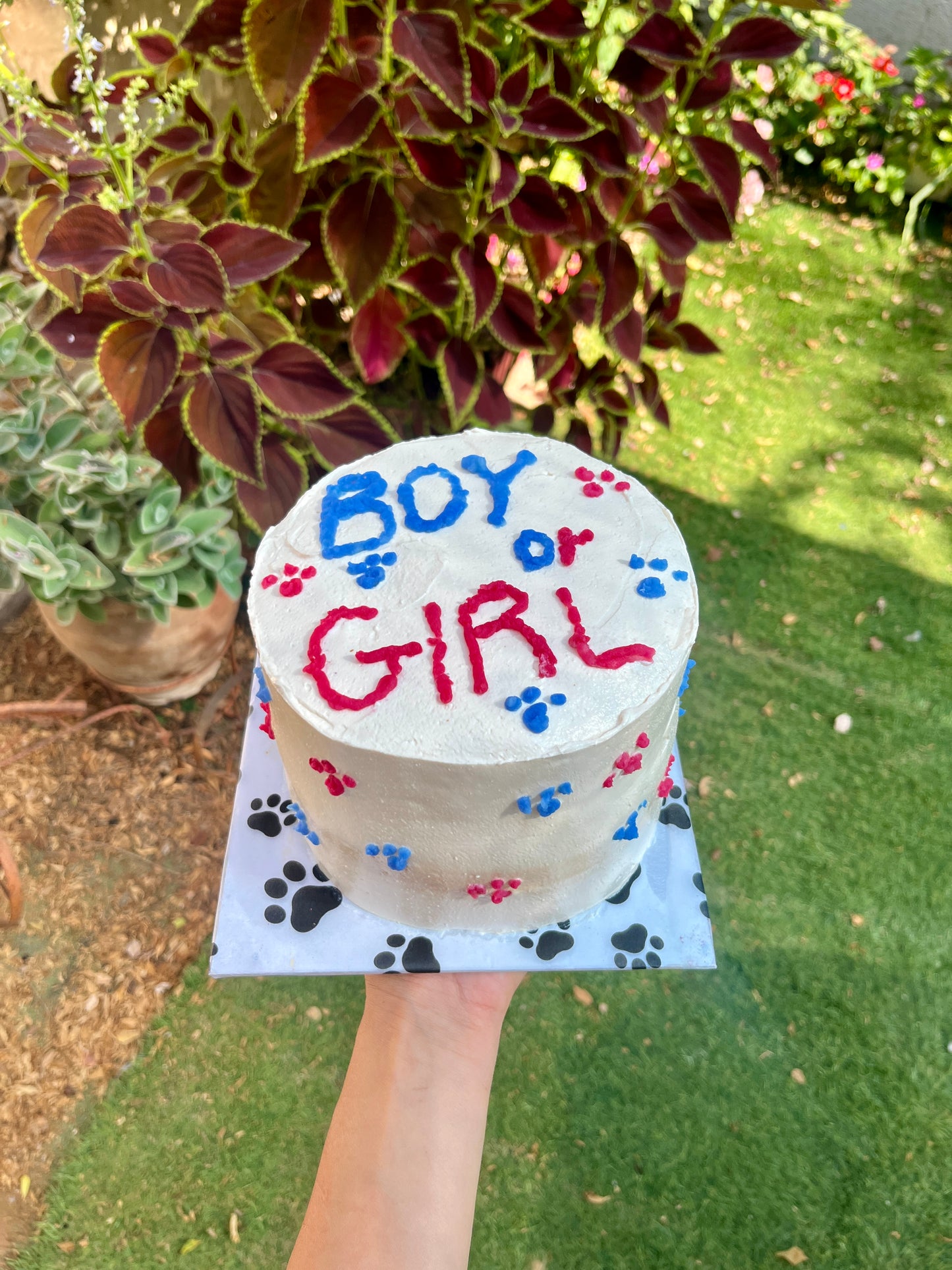 עוגת חשיפת מין לתינוק 🎀💙🐶