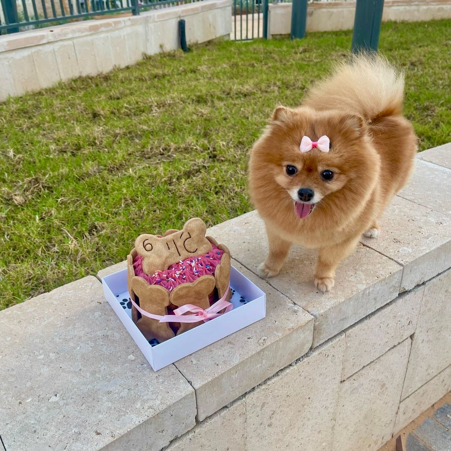 עוגת עצמות גדולות 🦴